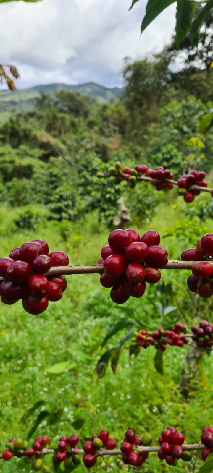 Odoo • Imagen y texto